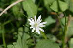 Thimbleweed